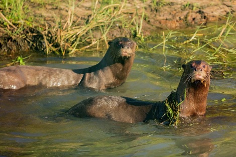 Giant otters Ibera National Park Journeys with Purpose